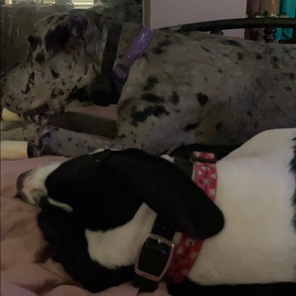 Meet your Posher, Wanda - Picture 1 of 1